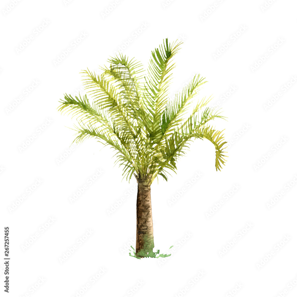watercolor sketch of palm tree watercolor sketch of palm tree