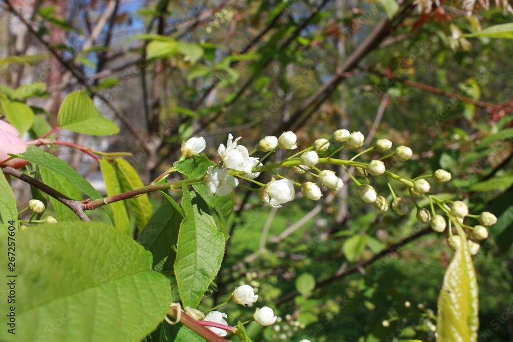 blooming tree branch in the Park in spring blooming tree branch in the Park in spring