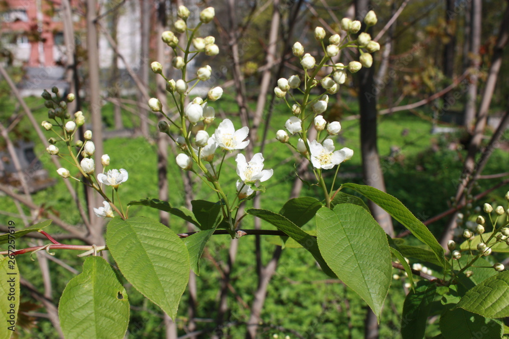 Obraz premium blooming tree branch in the Park in spring
