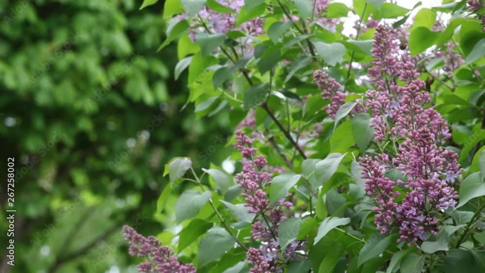 violet lilac tree wind garden nobody background hd footage violet lilac tree wind garden nobody background hd footage