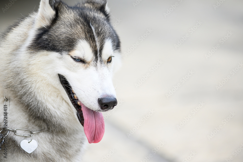 Siberianhusky dog feeling
