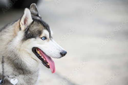 Siberianhusky dog feeling