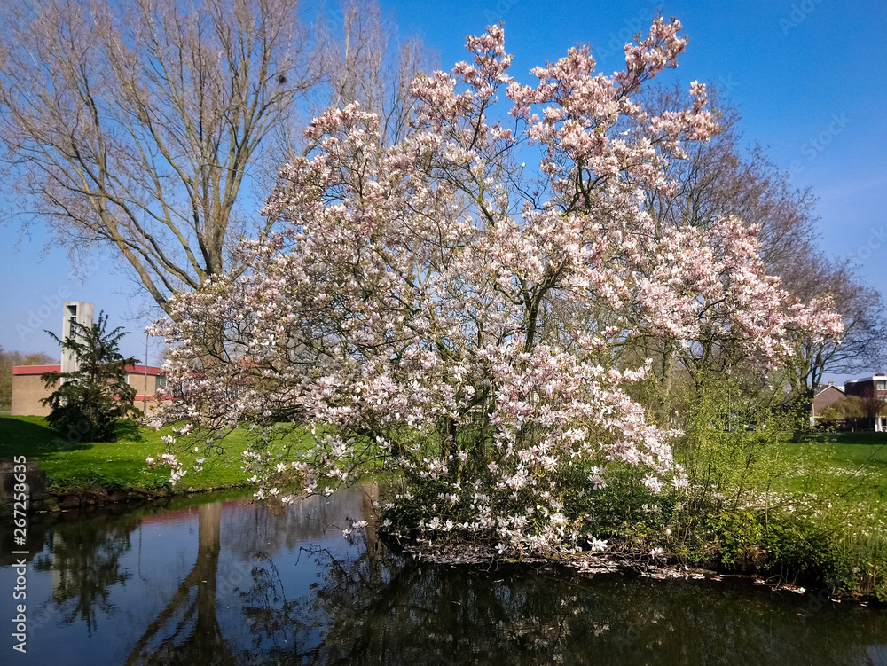 Blooming Magnolia tree along the waterside in spring Blooming Magnolia tree along the waterside in spring