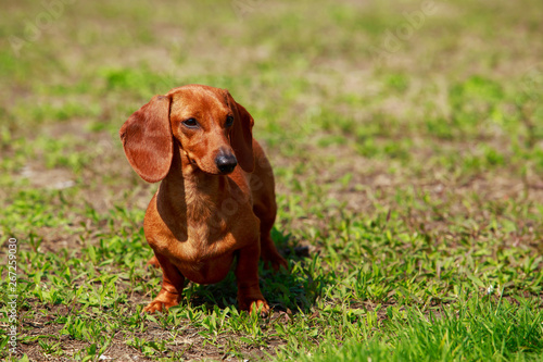 Dog breed dachshund