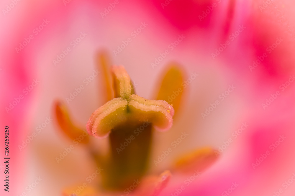 Macro detail of pistil of a flower Macro detail of pistil of a flower