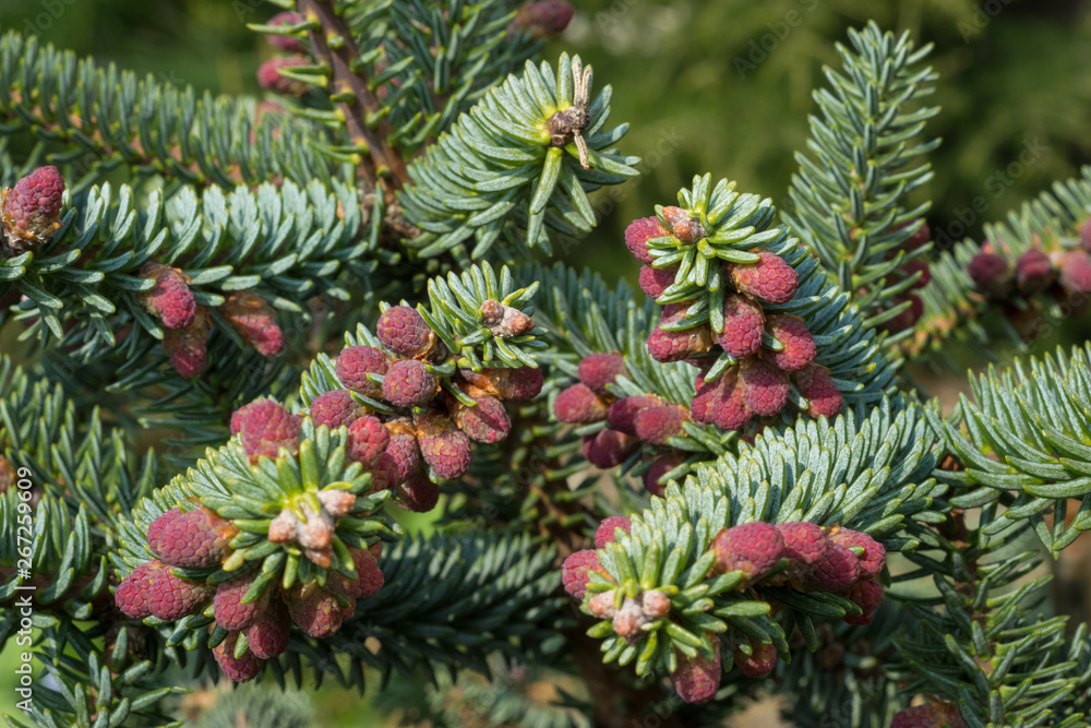 Abies pinsapo (spanish fir) with decorative purple red pollen in a botanical garden