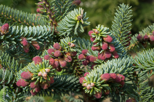 Abies pinsapo (spanish fir) with decorative purple red pollen in a botanical garden