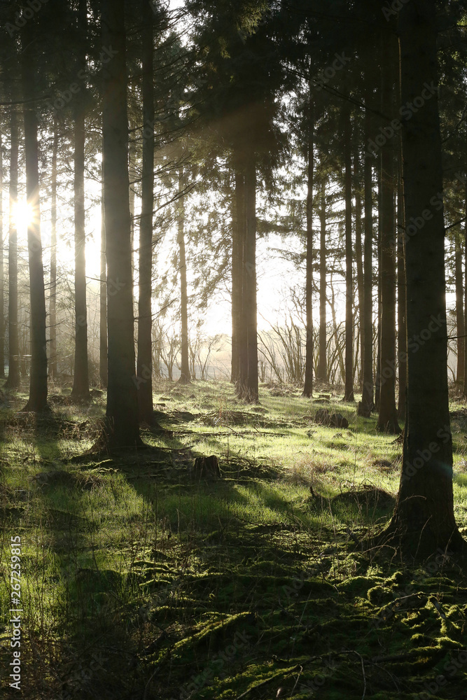 Fototapeta premium First Sunrise of Spring in Whiteleaf Woods.