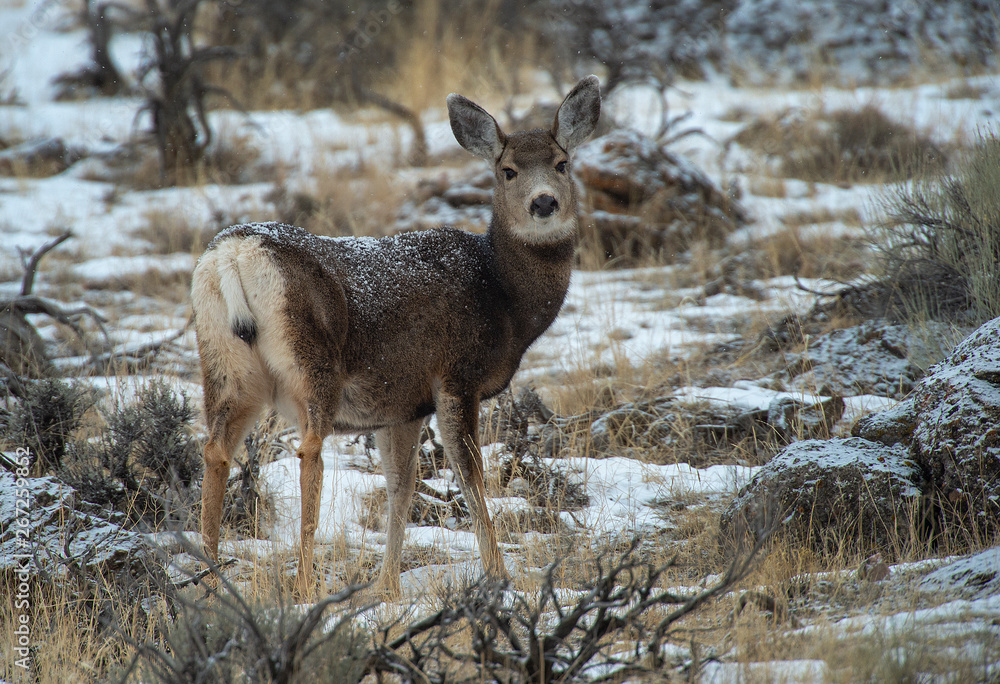 Mule Deer Mule Deer