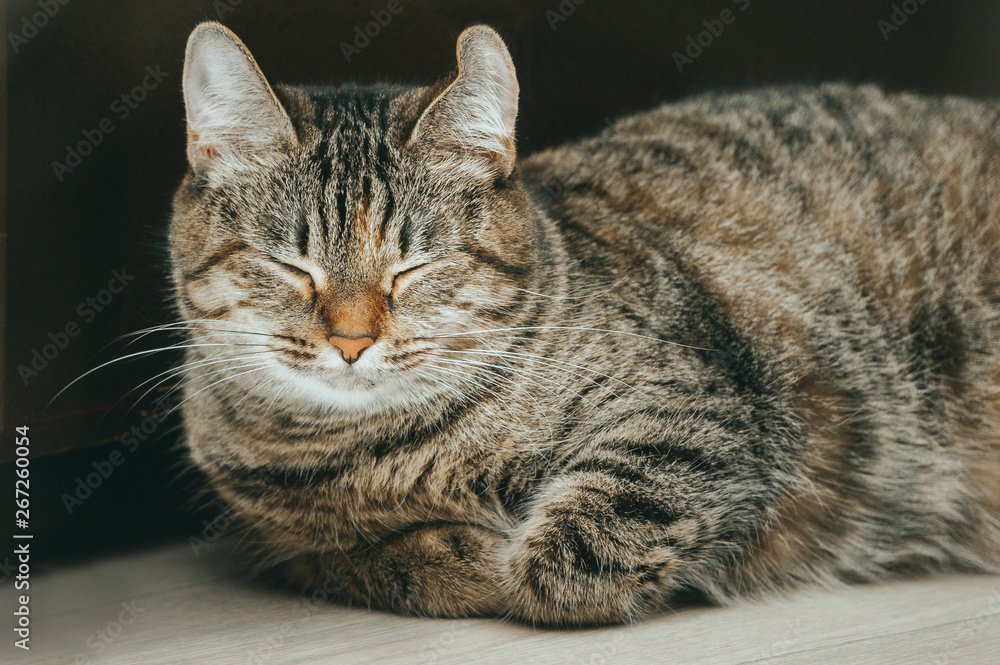 cat close up on a dark background cat close up on a dark background
