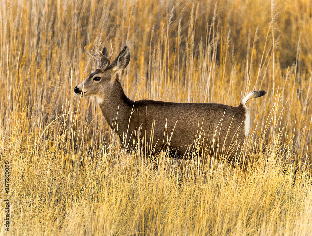 Mule deer Mule deer