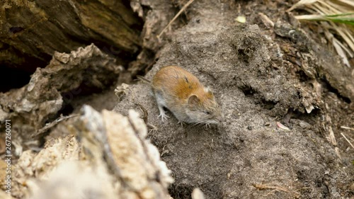 Wild field mouse sitting at his hole in the tree. 4K photo