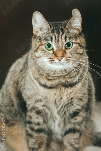 Fototapeta Naklejka Na Ścianę i Meble -  cat close up on a dark background
