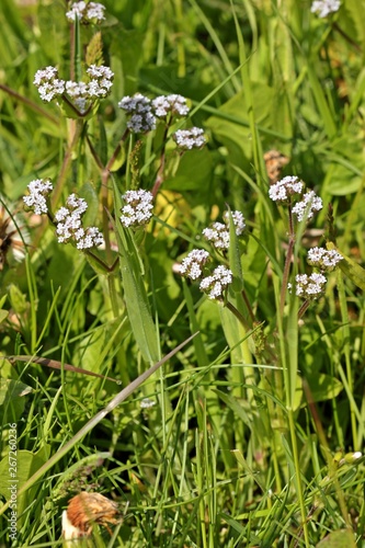 Blühender Gewöhnlicher Feldsalat (Valerianella locusta)