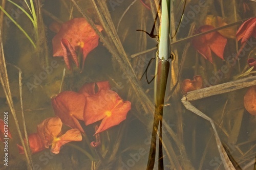 Austreibende Seerose im Frühling mit roten Blättern photo