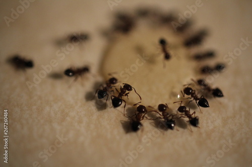 Φωτογραφία Small pavement ants on a kitchen counter feeding on homemade Borax ant control solution