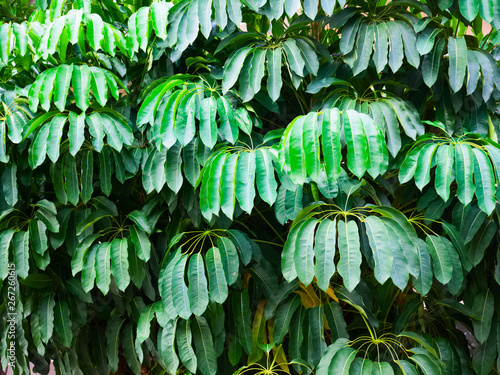 background, leaves Schefflera actinophylla closeup (Queensland umbrella tree, octopus tree, amate)