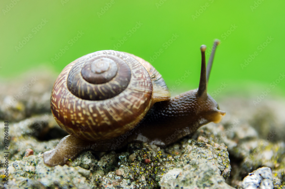 Big grape snail in shell crawling, summer day in garden, A common garden snail climbing on a stump, edible snail or escargot, is a species of large, edible, air-breathing land Big grape snail in shell crawling, summer day in garden, A common garden snail climbing on a stump, edible snail or escargot, is a species of large, edible, air-breathing land