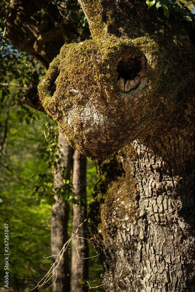 Fototapeta premium Part of the trunk of an old oak tree looking like the head of an insect