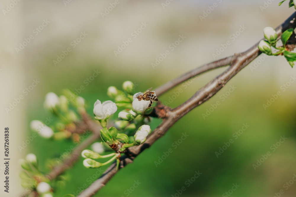 Blooming fruit tree on nature background Spring flowers Spring background. Blooming fruit tree on nature background Spring flowers Spring background.