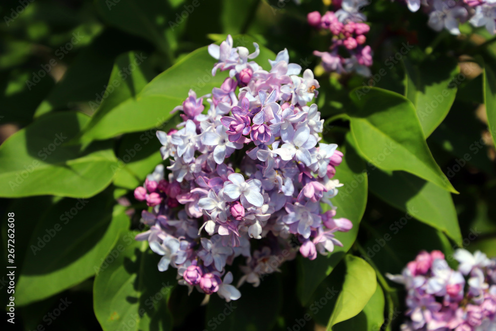 Du rose et des Lilas à Liège Du rose et des Lilas à Liège
