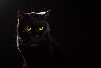 Portrait of a black cat in studio on black wall background