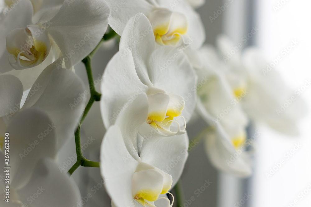 Weiße natürliche Orchideen mit Hintergrund Weiße natürliche Orchideen mit Hintergrund