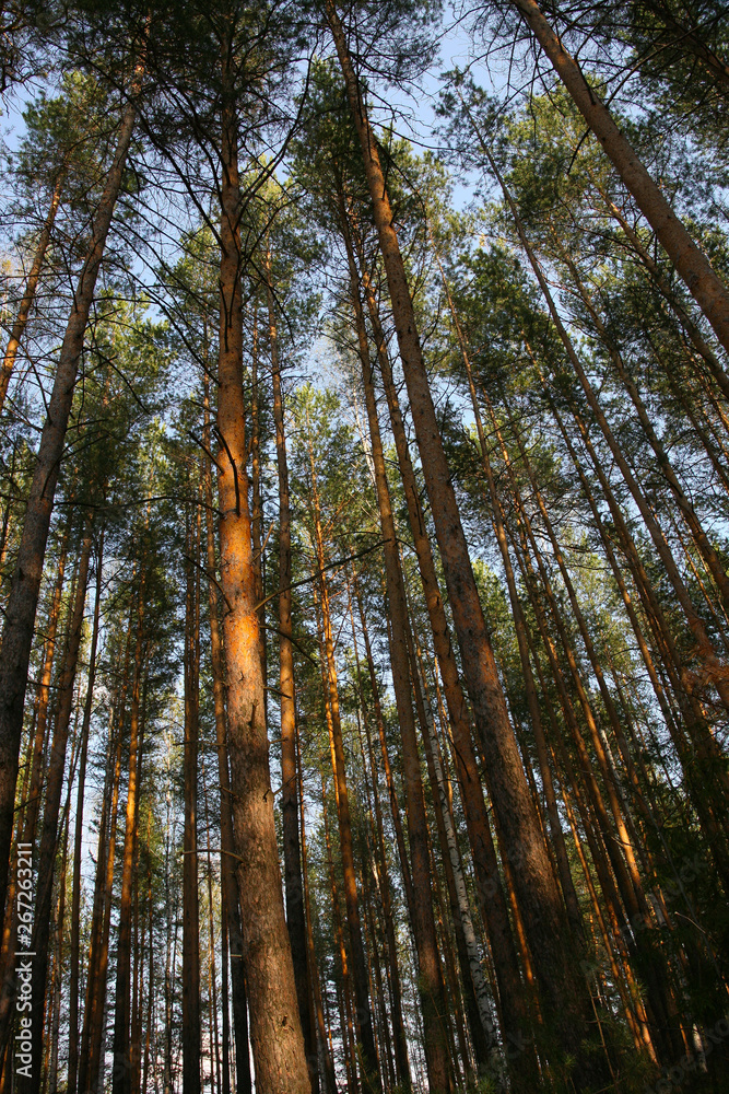 trees in forest