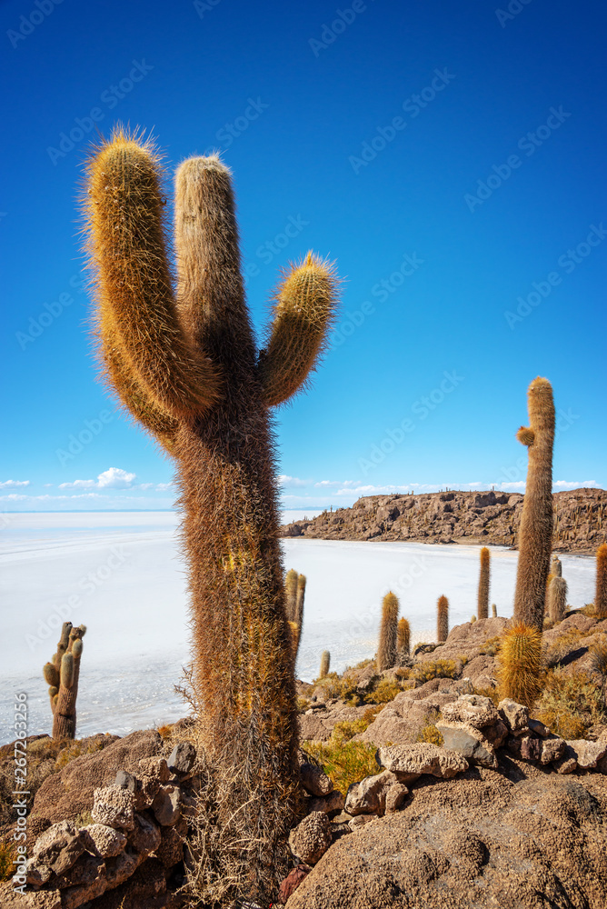 Cactuses in Incahuasi island, Salar de Uyuni  salt flat, Potosi, Bolivia