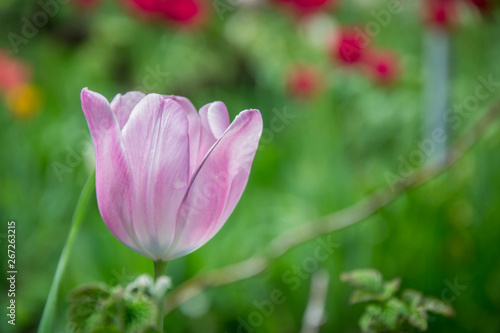 Close-up of a single tulip flower with blurred flowers as background, spring wallpaper, selective focus, colorful tulips field