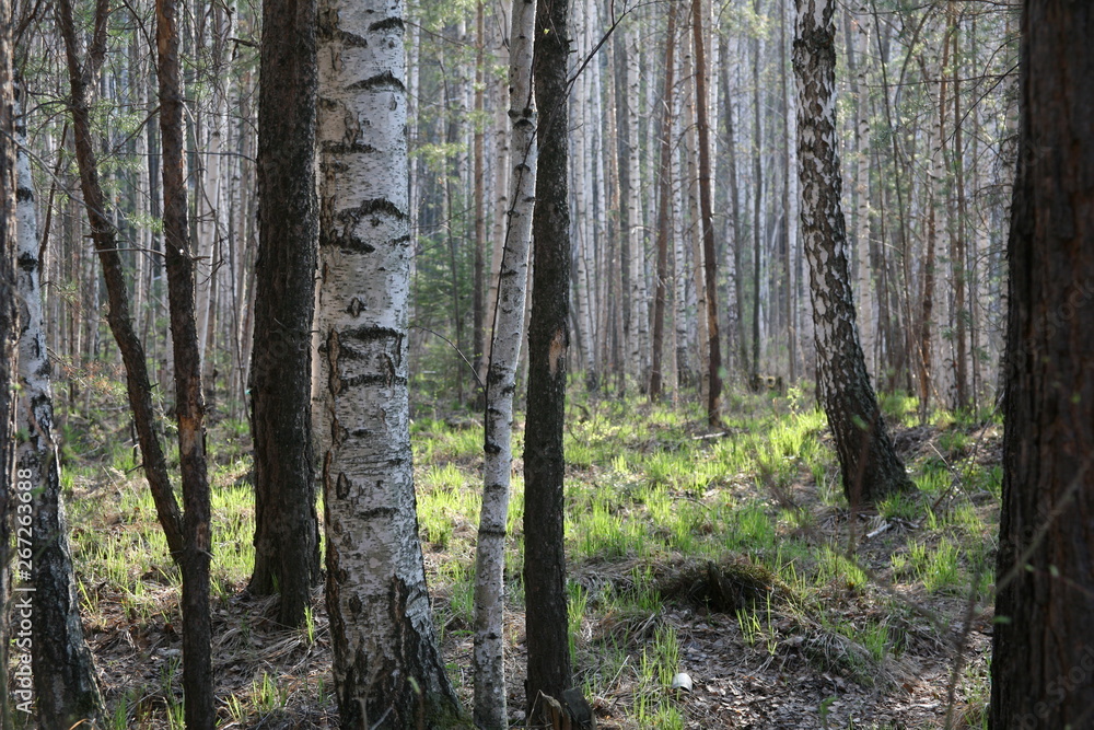 Obraz premium trees in forest
