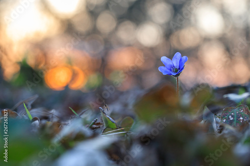 Hepatica flower in the natural environment during sunset