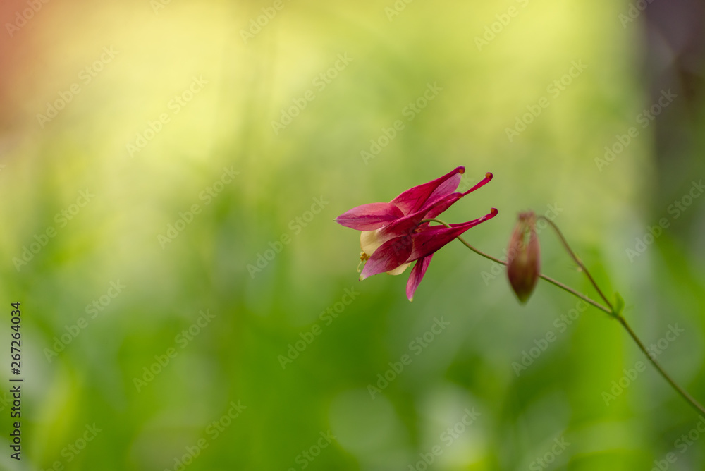 Columbine flowers in the Spring Columbine flowers in the Spring