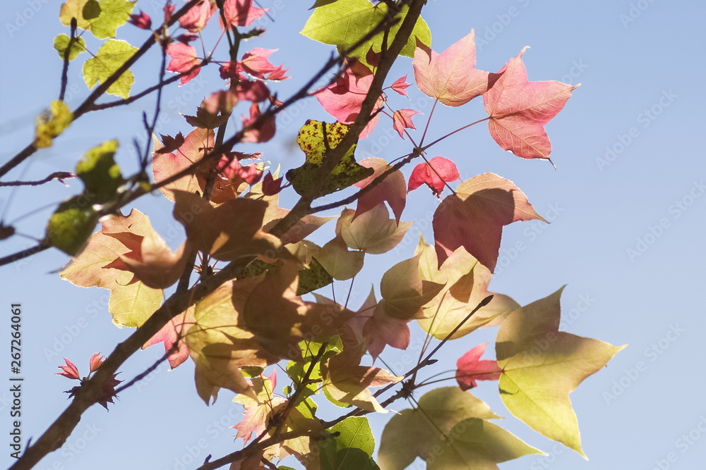 Fototapeta premium Beautiful Maple Leaves Blossom on tree branches with nature blurred background, Kop Dong, Doi Ang Khang, Chiang Mai, Thailand.