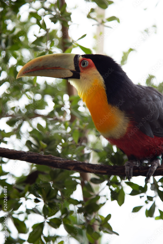 Fototapeta premium Toucan