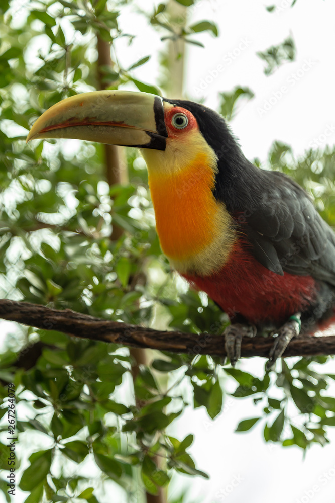 Fototapeta premium Toucan