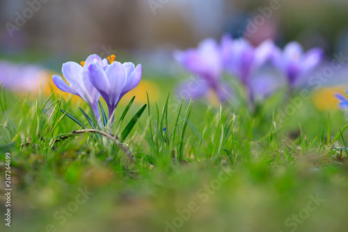Crocus flowers in meadow. © scimmery1