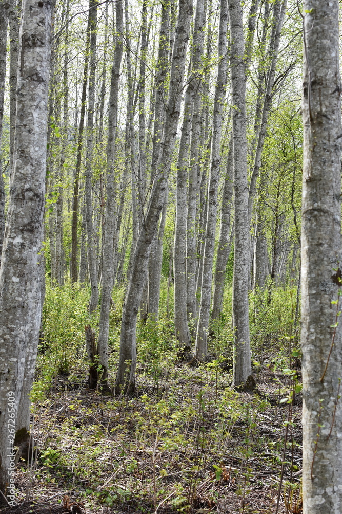 Alder tree forest with intensely green new foliage and gray stems Alder tree forest with intensely green new foliage and gray stems