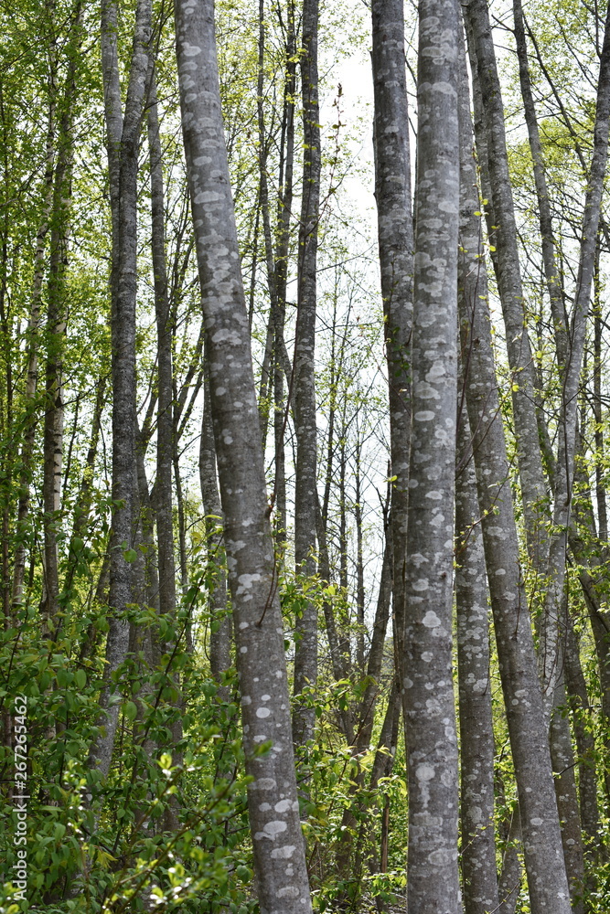 Alder tree forest with intensely green new foliage and gray stems Alder tree forest with intensely green new foliage and gray stems