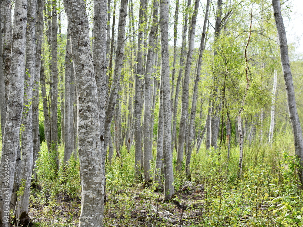 Naklejka premium Alder tree forest with intensely green new foliage and gray stems