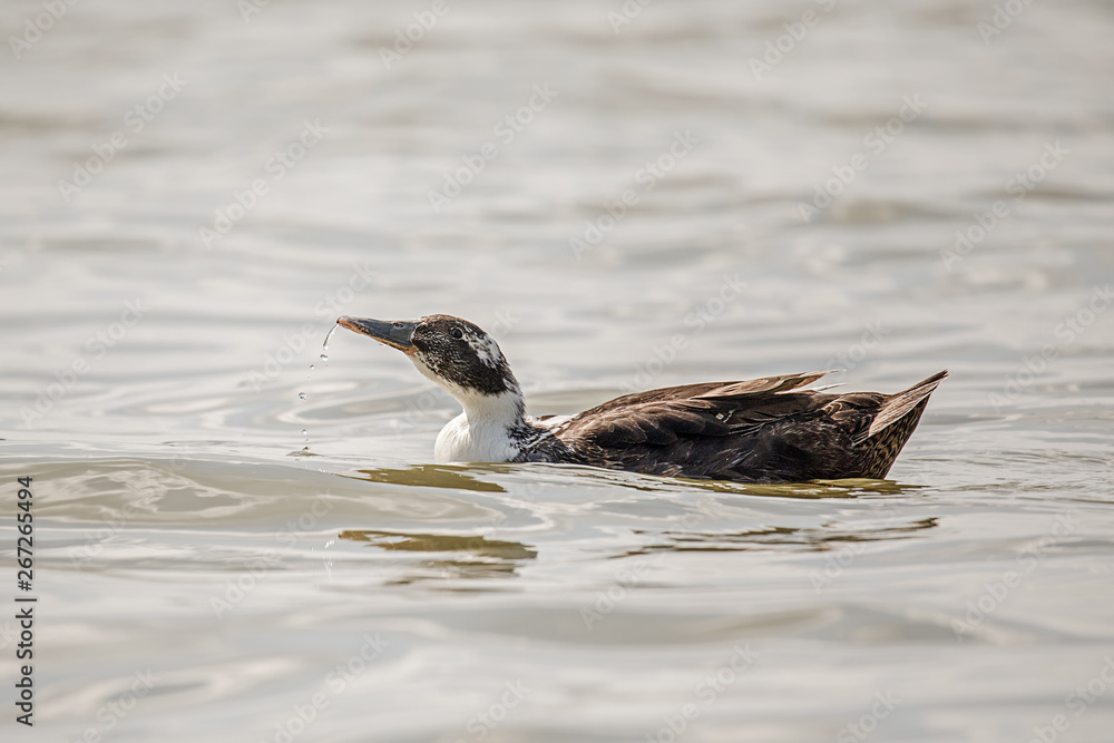 Fototapeta premium female brown and white colored duck