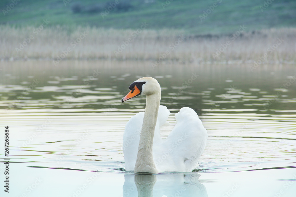 Fototapeta premium Swan. Beautiful swan on the water. Beautiful bird