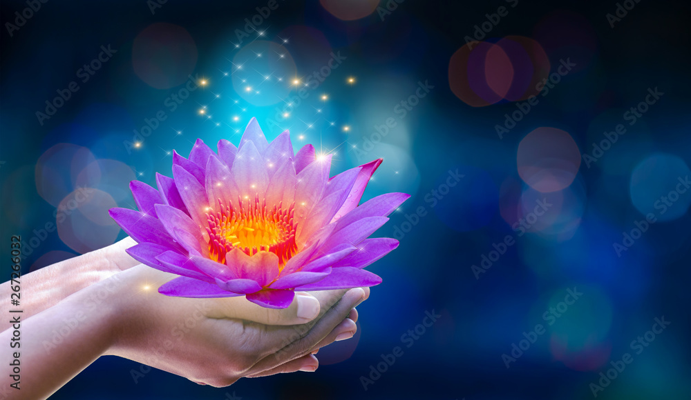 In the hands of a flower lotus Pink light purple floating light sparkle
