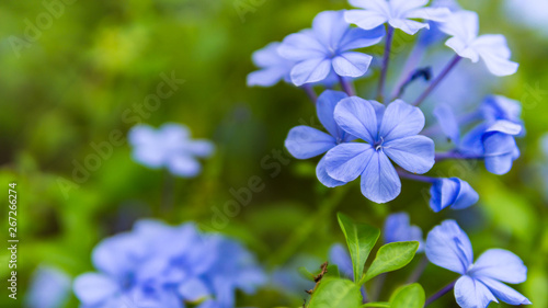 Fotografía Blue Trailing Lobelia flowers Garden Lobelia