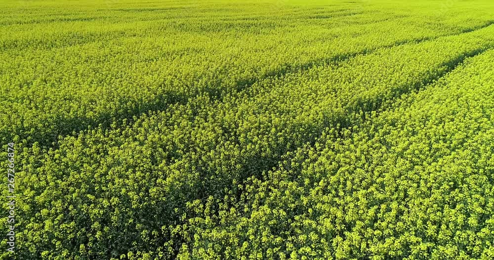 Rapeseed field, aerial view. Ukraine Rapeseed field, aerial view. Ukraine