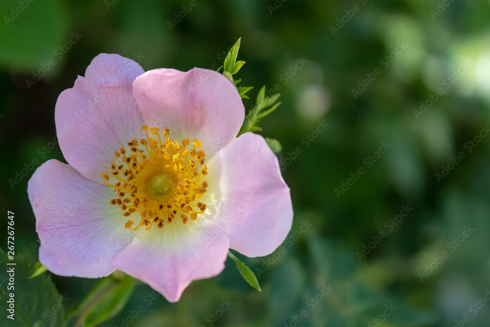 Sweetbrier Flower Spring Blossom Closeup Sweetbrier Flower Spring Blossom Closeup