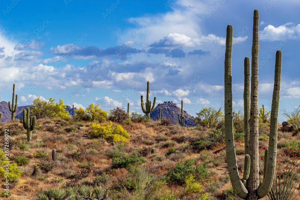Arizona Sonoran Desert Landscape In The Spring