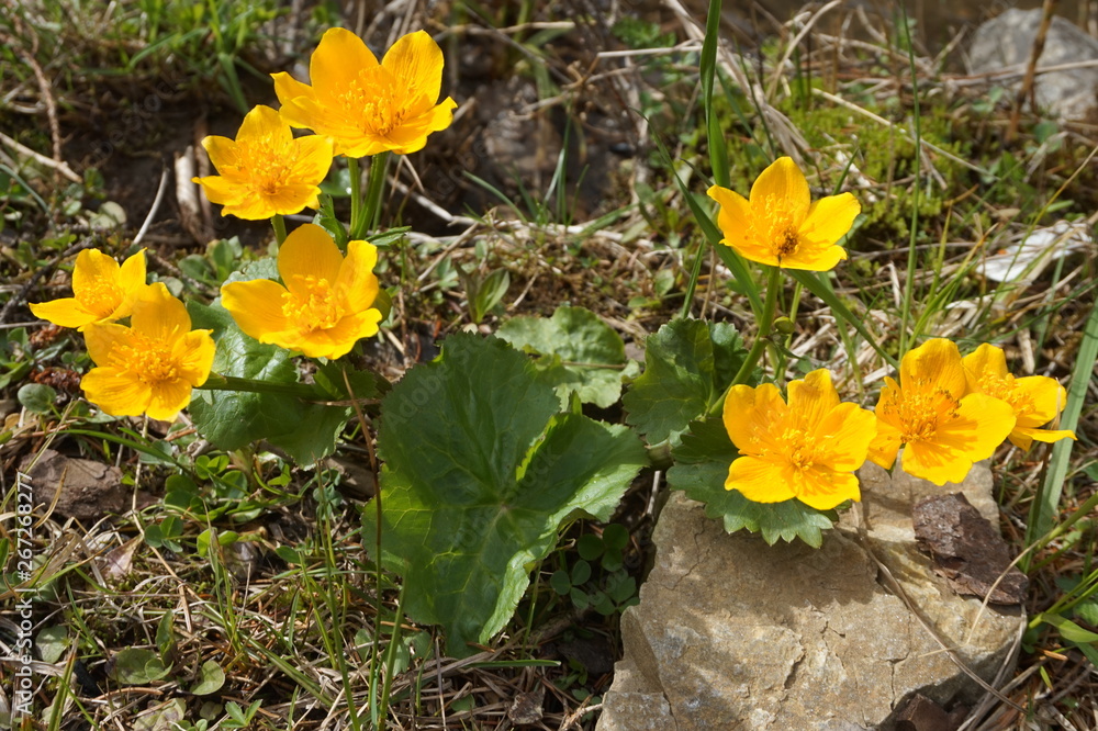 Large yellow marsh marigold flowers, blooming near the creek. Carpathian mountains. Large yellow marsh marigold flowers, blooming near the creek. Carpathian mountains.