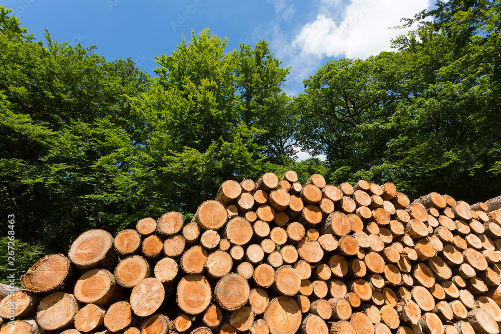 timber_harvest