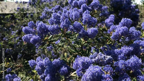 Large Californian lilac in bloom